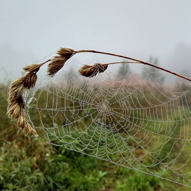 istock September.  Early morning in a Russian field. 2180686071