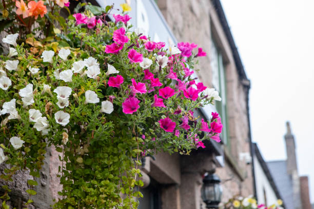 istock Flowers in a hanging basket outside a pub 2180687081