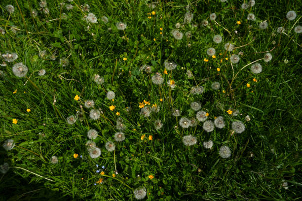 A close-up view of dandelions gone to seed, surrounded by vibrant wildflowers in a lush green meadow, capturing the beauty of nature in its delicate simplicity.