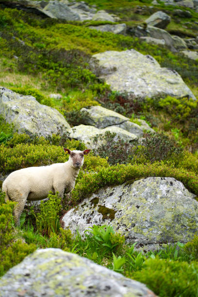 A group of sheep peacefully grazing on a lush, rocky hillside surrounded by greenery in an alpine region. A tranquil scene of pastoral life in a natural mountain landscape.