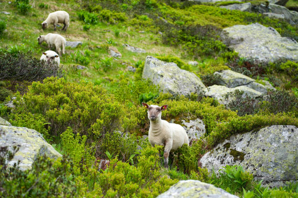 A group of sheep peacefully grazing on a lush, rocky hillside surrounded by greenery in an alpine region. A tranquil scene of pastoral life in a natural mountain landscape.