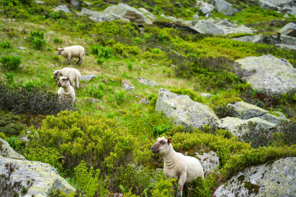 A group of sheep peacefully grazing on a lush, rocky hillside surrounded by greenery in an alpine region. A tranquil scene of pastoral life in a natural mountain landscape.