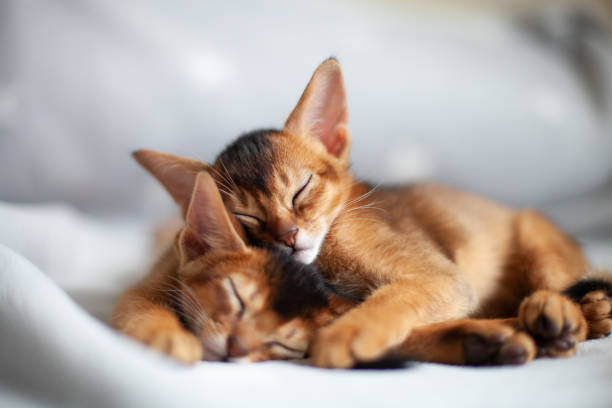 Two red kittens sleeping on grey soft blanket. Two month old abyssinian ruddy kittens.