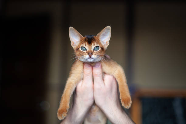 istock Cute two month old abyssinian ruddy kitten in mans hands. 2180691615