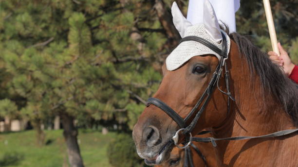 a horse with a white rabbit on its head and a white feather on its head.