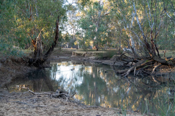 istock Billabong near the Murray River 2180693234