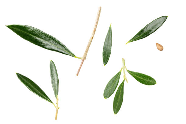 istock green olives leaves isolated on white background. clipping path 2180694820