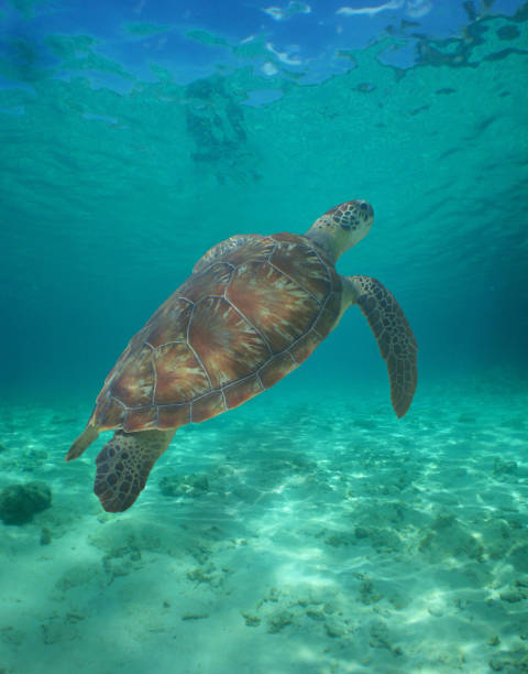 istock a sea turtle on a reef  in the caribbean sea 2180699670