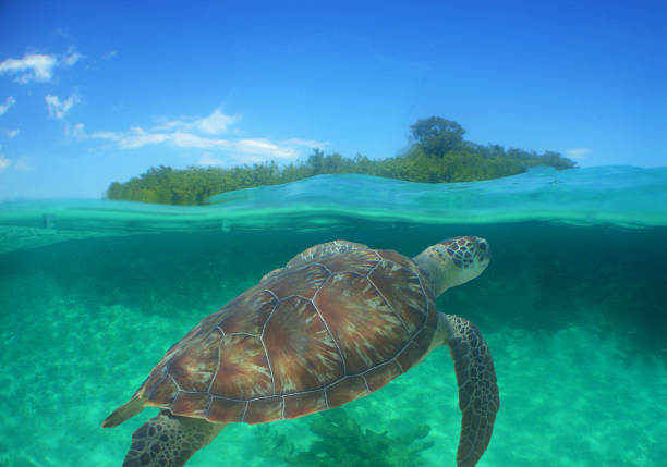 istock a sea turtle on a reef  in the caribbean 2180699702