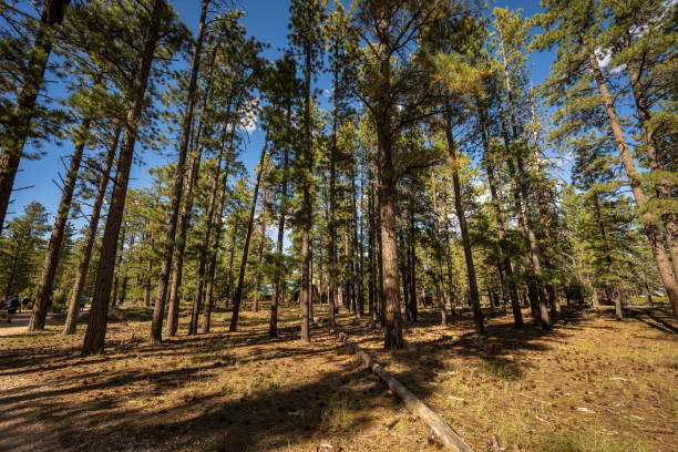 An ultra-wide photo of woodlands in Bryce Canyon National Park.