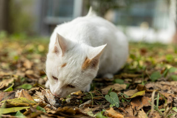 White Cat Eating Food on the Ground