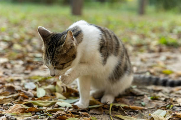 istock A Cat Grooming Itself in Autumn Leaves 2180702891