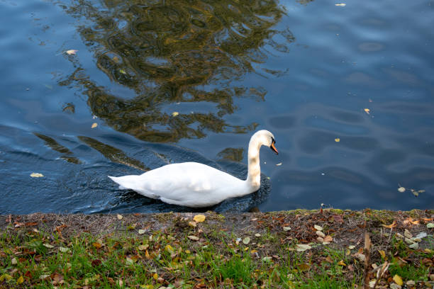 istock swan on water in canal 2180702939