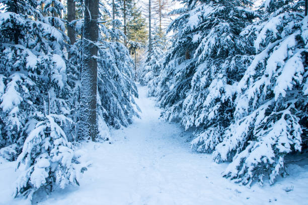 walking path amoung pine trees with snow in winter landscape in denmark