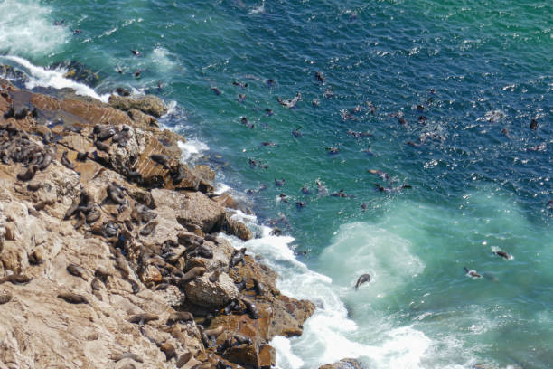 Robberg Nature Reserve, close to Plettenberg Bay, is a inshore conservation area in the Western Cape province of South Africa.