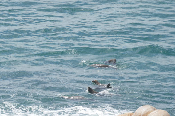Robberg Nature Reserve, close to Plettenberg Bay, is a inshore conservation area in the Western Cape province of South Africa.