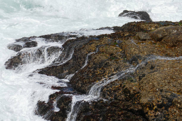 istock Robberg Nature Reserve, South Africa 2180704036