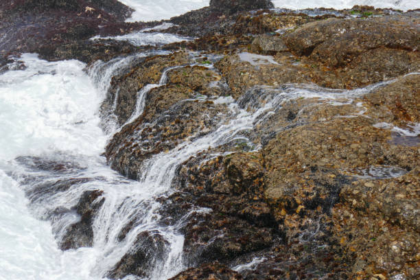 istock Robberg Nature Reserve, South Africa 2180704052