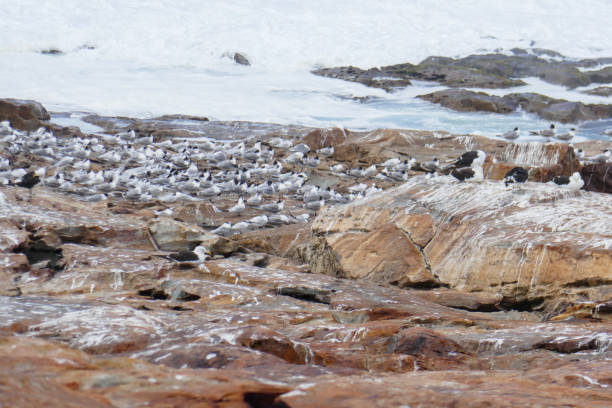 Robberg Nature Reserve, close to Plettenberg Bay, is a inshore conservation area in the Western Cape province of South Africa.