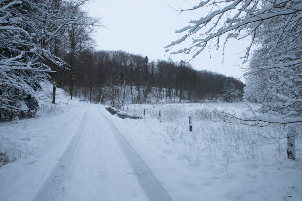 walking path in forest with snow and beech trees on both sides with bicycle and walking tracks