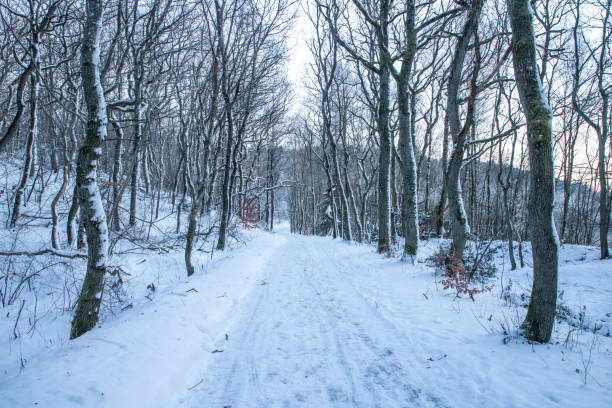walking path in forest with snow and beech trees on both sides with bicycle and walking tracks