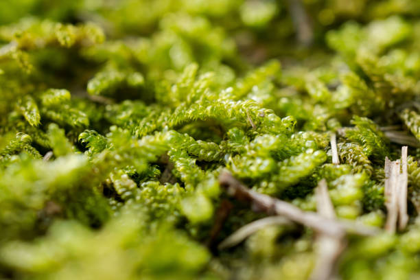 istock Hypnosis moss in an autumn forest 8. 2180705062