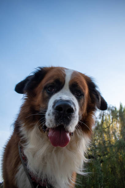 Saint Bernard dog breed playing with ball on a sunny day outside