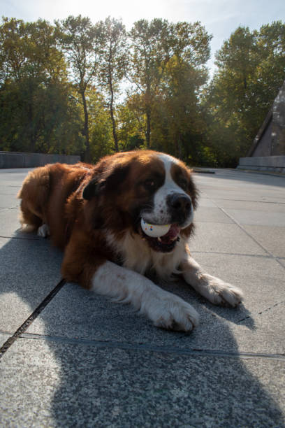 istock Saint Bernard dog breed playing with ball on a sunny day outside 2180705873