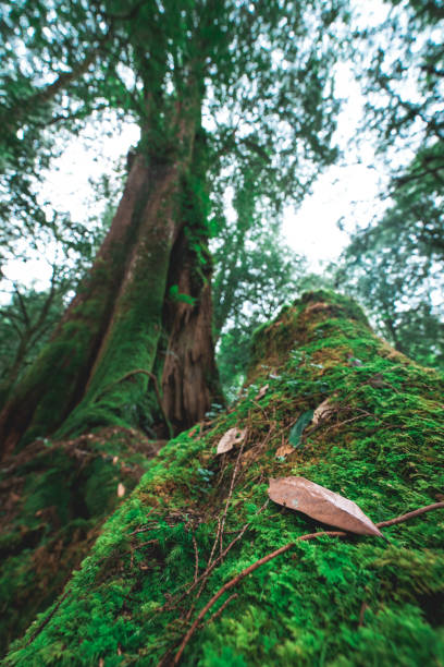 istock Tree in Alishan National scenic area 2180706610