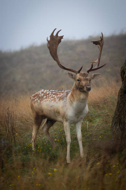 istock Majestic Deer Standing in Misty Field 2180706691