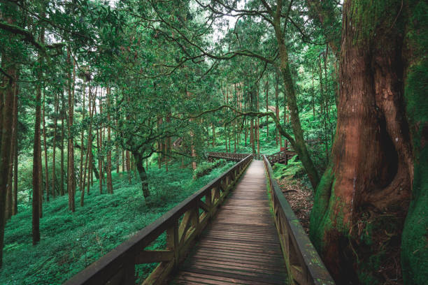 Trail in the Alishan National Park