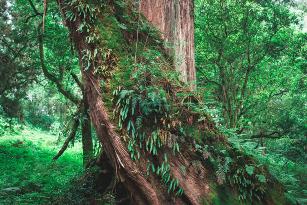 Tree in Alishan National scenic area