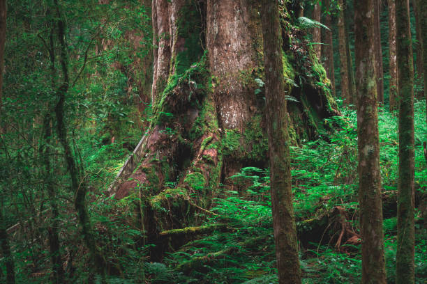 tree in Alishan National scenic area