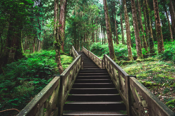 Trail in the Alishan National Park