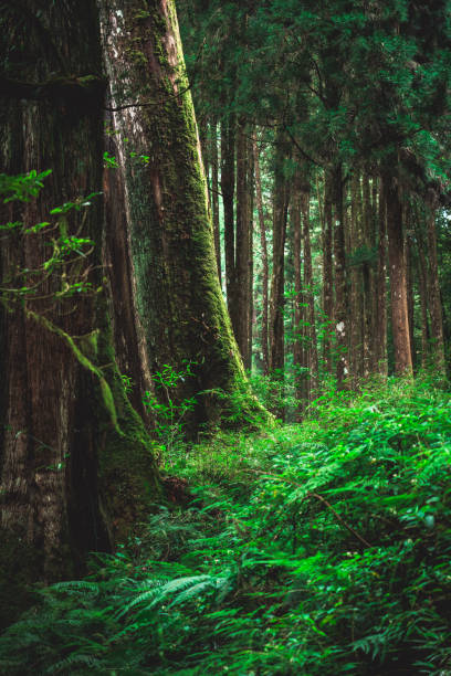 istock tree in Alishan National scenic area 2180706990