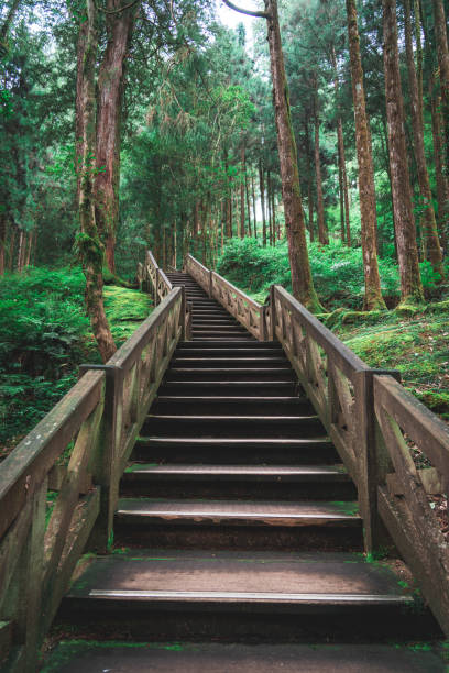 Trail in the Alishan National Park