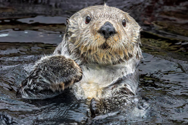 istock Frontal Close up view of a sea otter (Enhydra lutris) 2180707156