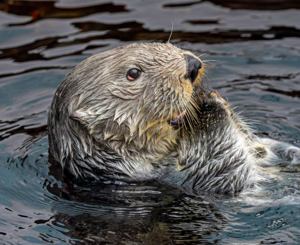 istock Side Close up view of a sea otter (Enhydra lutris) 2180707161
