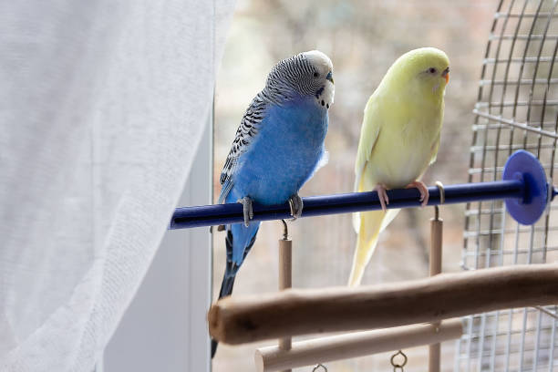 istock Budgies sit on poles near the cage 2180707607