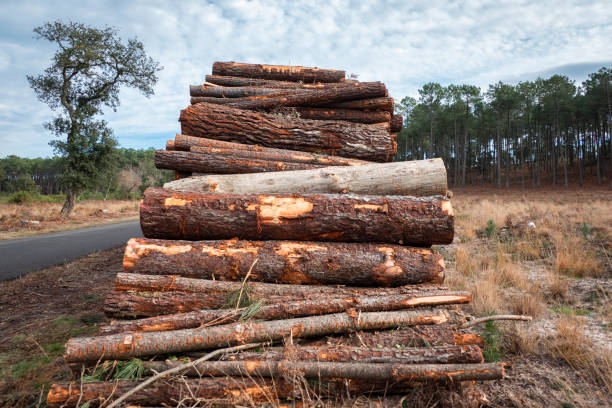 istock Logs for the wood industry 2180708891