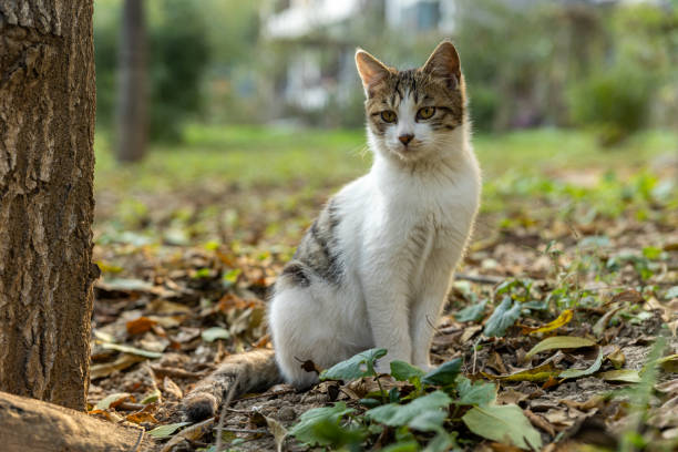 A Kitten Sits Amongst Autumn Leaves