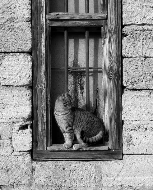 istock Curious Cat at the Window. A Feline Sentinel in a Rustic Setting 2180712473