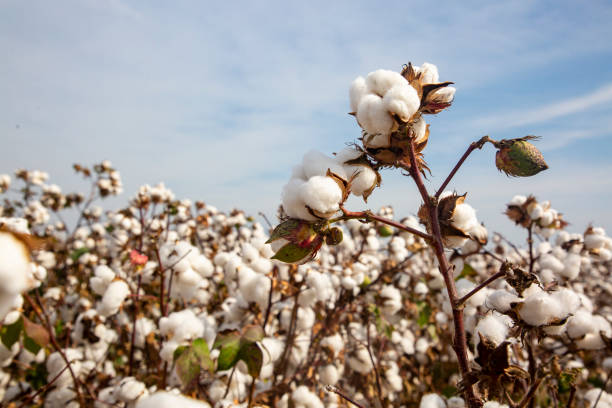 istock Cotton field (Turkey - Izmir). Agriculture concept photo. 2180713182
