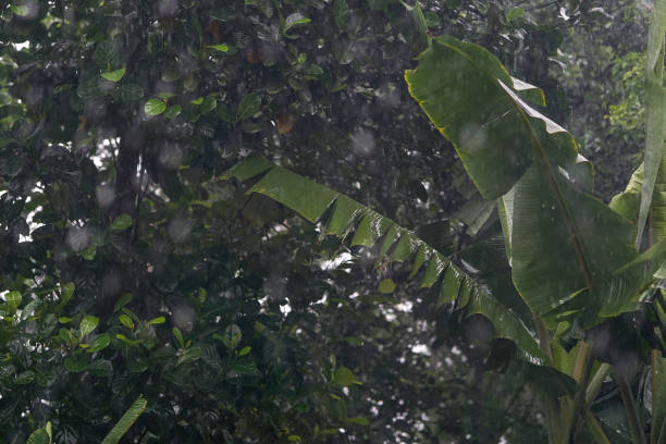 Rainy Day Over a Tranquil Forest, Close Up Of Rainfall In Jungle, Heavy Rain Falling On Tree Leaves In Forest, Rainforest rain Shower