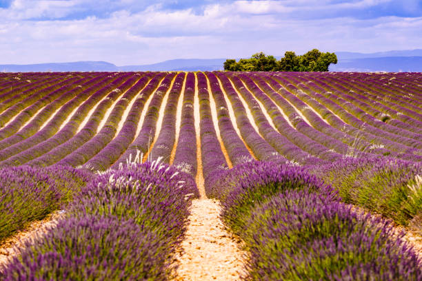 istock Provence landscape with lavender fields, France 2180716983
