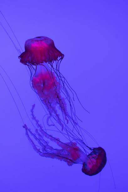 istock Vibrant jellyfish in blue aquatic setting 2180718802
