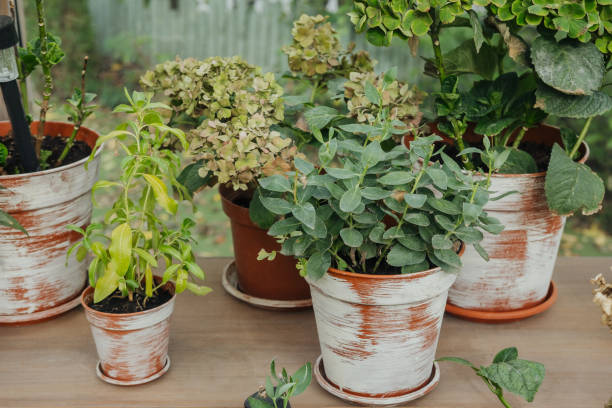 Potted plants with rustic pots arranged on a table in a garden setting