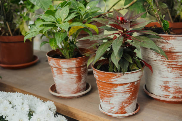 istock Indoor plants in decorative pots placed on a wooden table in daylight 2180721440