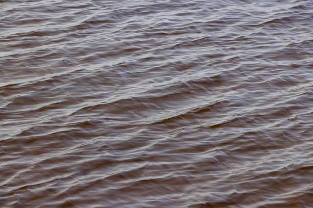 istock dark muddy lake water in winter without snow 2180721591