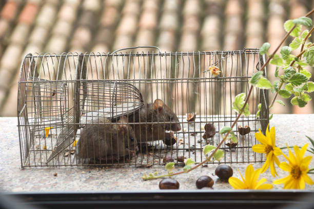 istock two grey mice in old cage eating  chestnuts 2180723332